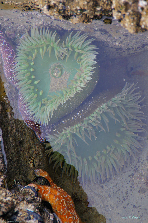 Heart of the Tide Pool Photograph by Mick Anderson