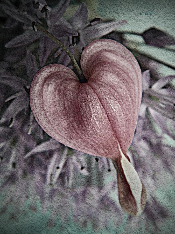 Heart on an Onion Photograph by Chris Berry