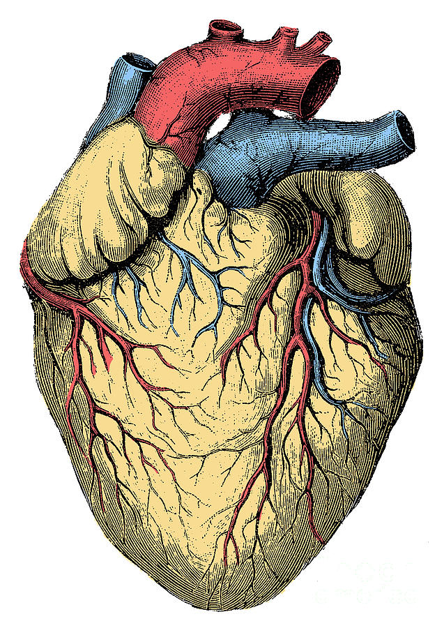 Heart Photograph by Science Source