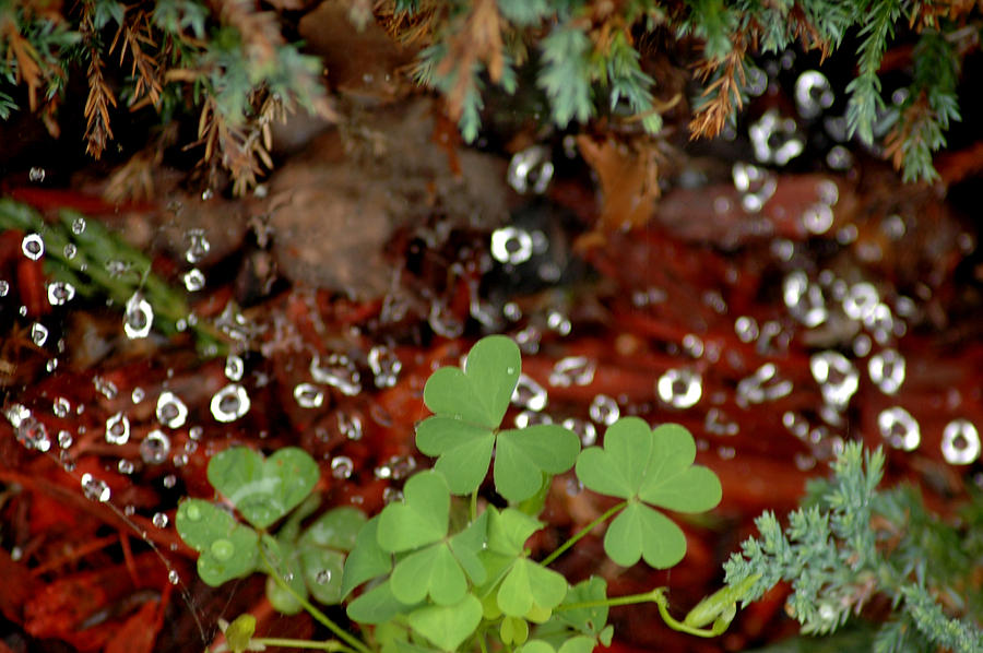 Heart shaped Clover and  Dew Drops Photograph by LeeAnn McLaneGoetz McLaneGoetzStudioLLCcom