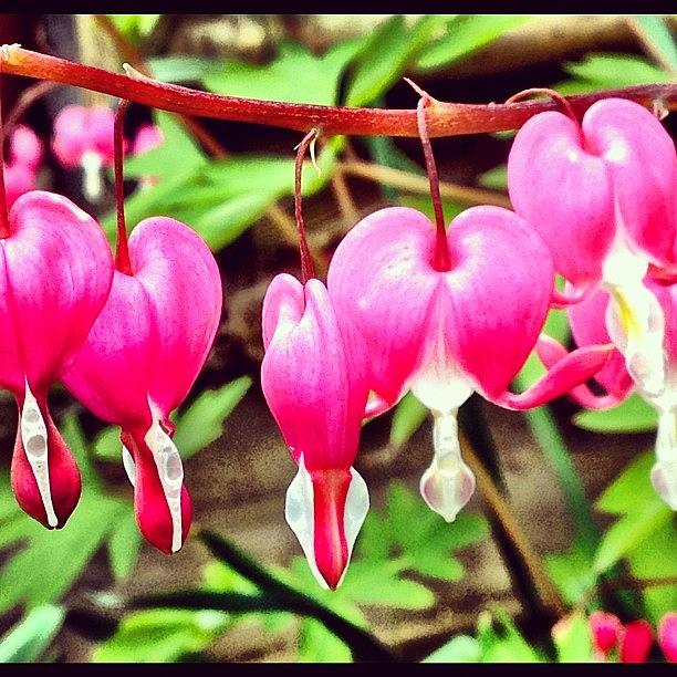 #heart Shaped #fuschia #flowers Photograph by Miss Wilkinson | Fine Art ...