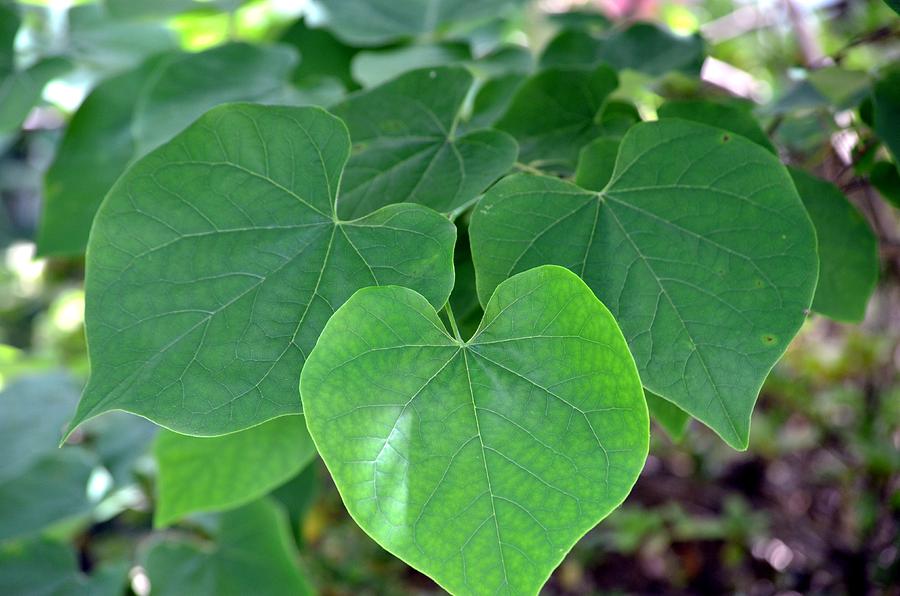 Heart-shaped Leaves Of Green Photograph by Maria Urso