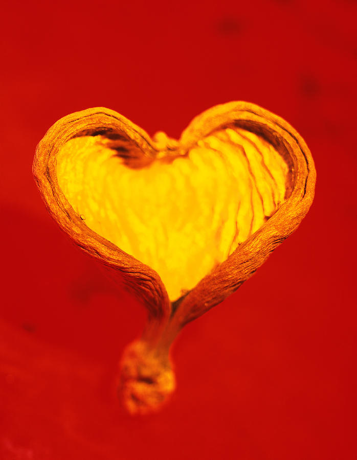 Heart-shaped Nutshell Photograph by Science Photo Library Heart-shaped Nutshell Photograph by Science Photo Library