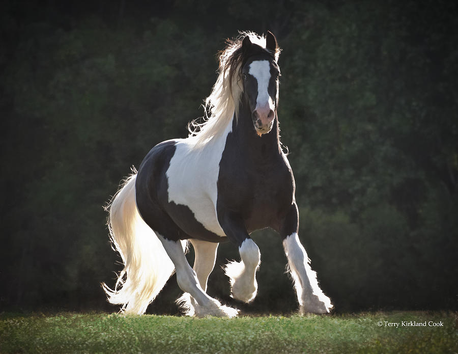 Heart Throb Stallion Photograph by Terry Kirkland Cook
