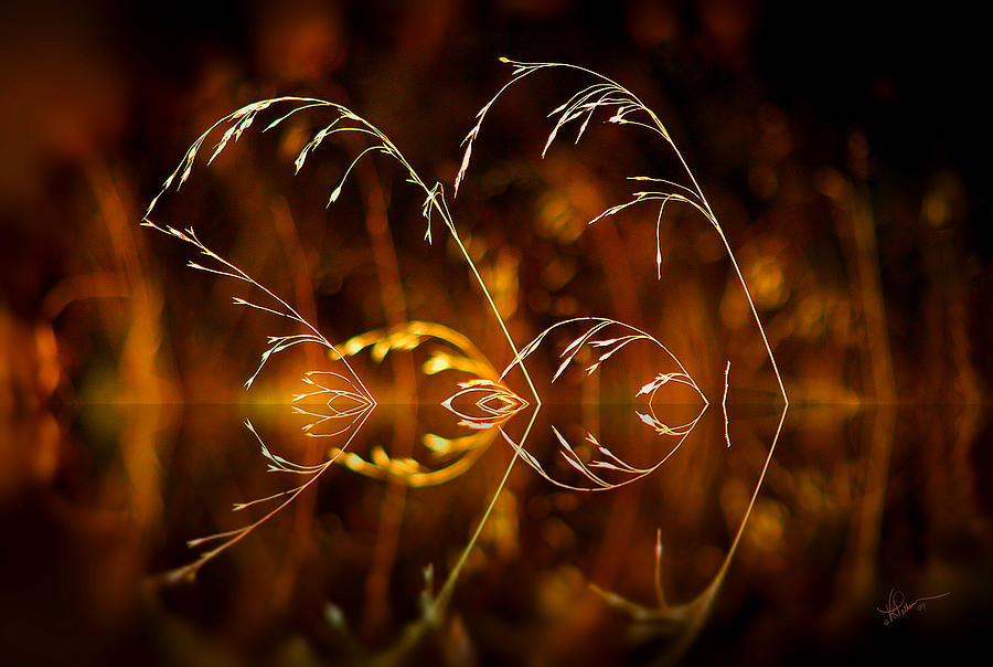 Heartbeat Photograph by Vicki Pelham
