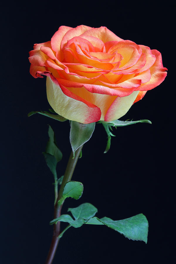 Rose Photograph - Heartwarming by Juergen Roth