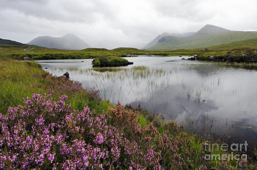 Heather and Mist on Rannoch Moor - D002270 Photograph by Daniel Dempster
