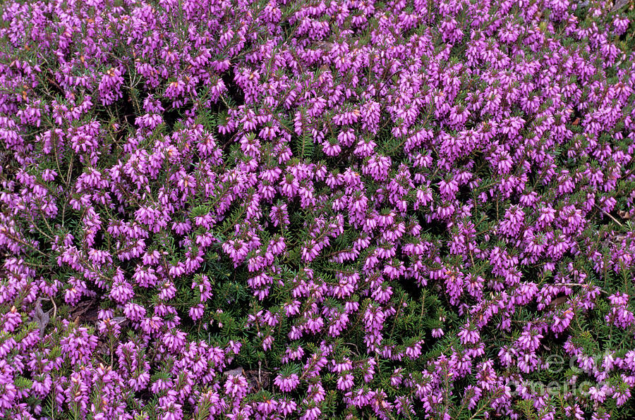 Heather 'sherwood Creeping' Flowers Photograph by Adrian Thomas - Fine ...