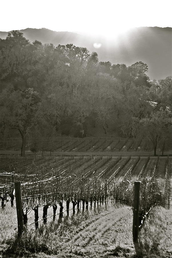 A Heart Above the Vines Photograph by Lori Leigh