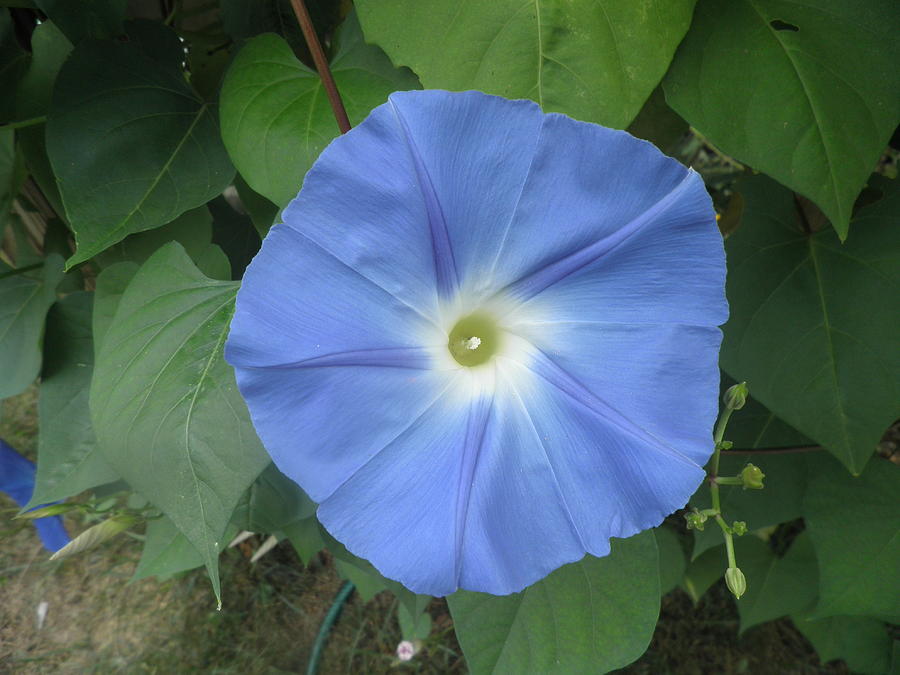 Heavenly Blue Morning Glory Photograph by Kate Gallagher - Fine Art America