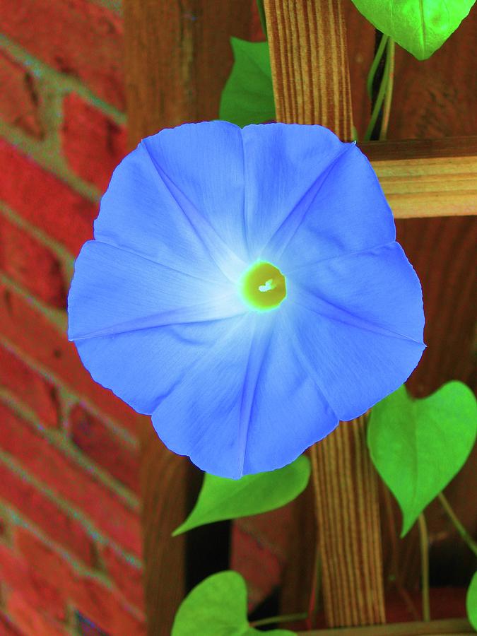 Heavenly Blue Morning Glory Photograph by Susan Carella