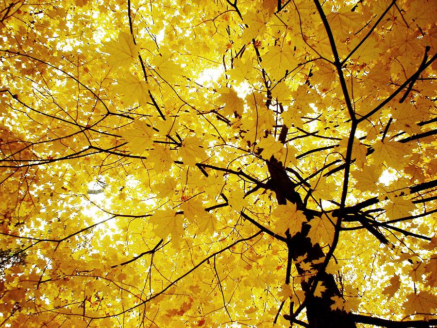 Heavenly Canopy Photograph by Adrienne Dafcik | Fine Art America