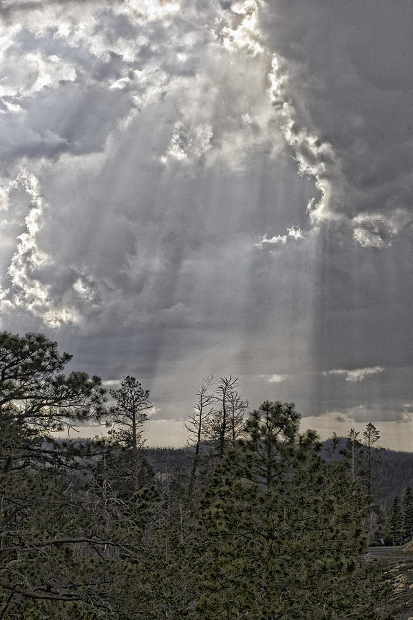 Forest Photograph - Heavenly Light IMG 9204---2012 by Torrey E Smith Forest Photograph - Heavenly Light IMG 9204---2012 by Torrey E Smith