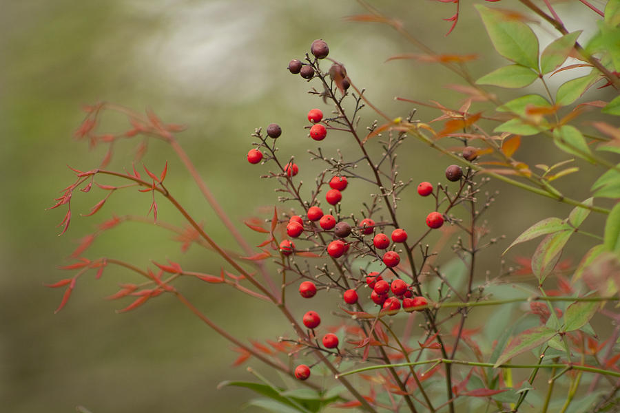 Heavenly Red Nandina Berries Photograph by Kathy Clark