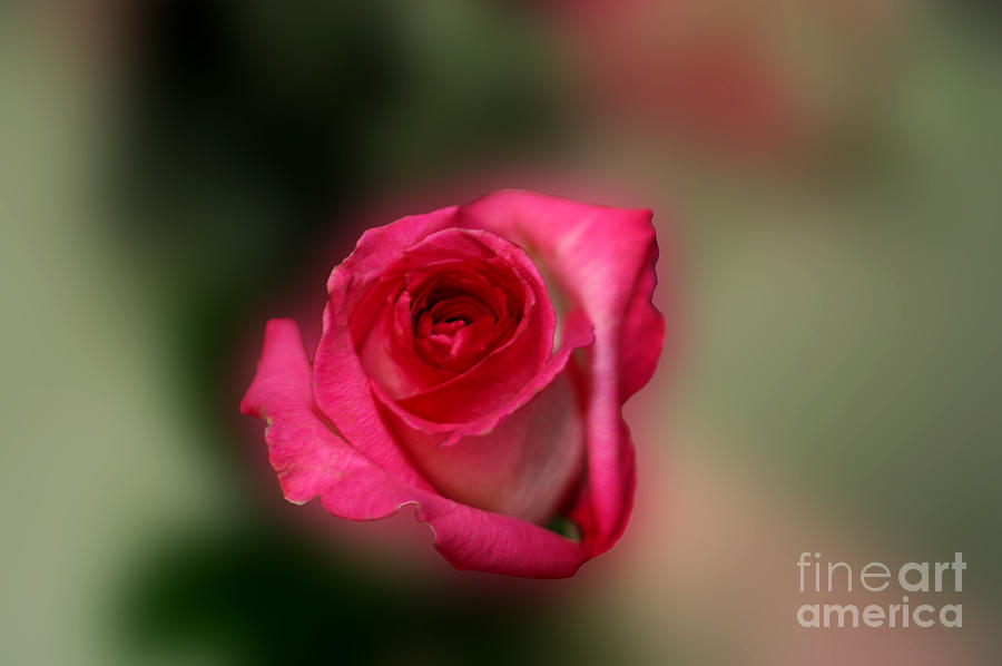 Heavenly Rose Photograph by Michael Waters Heavenly Rose Photograph by Michael Waters