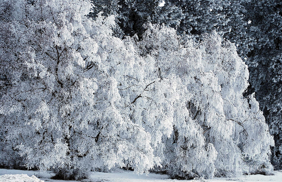 Heavy Frost Photograph by Sharon Elliott