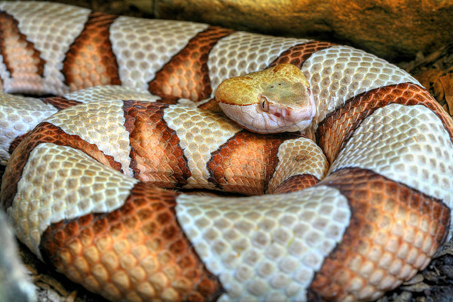Snake Photograph - Heavy Metal by JC Findley