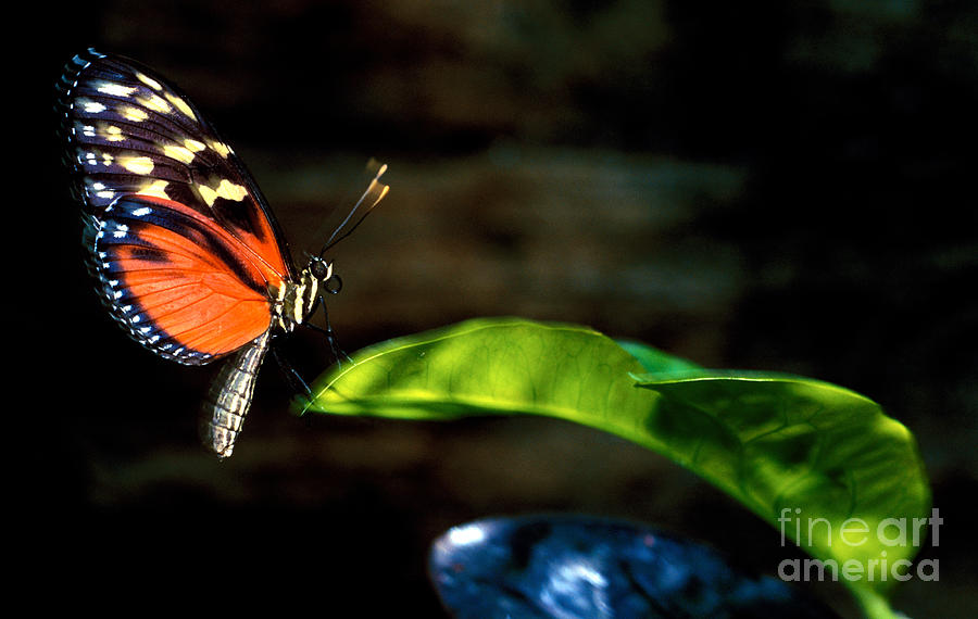Hecales Longwing Butterfly Photograph by Terry Elniski