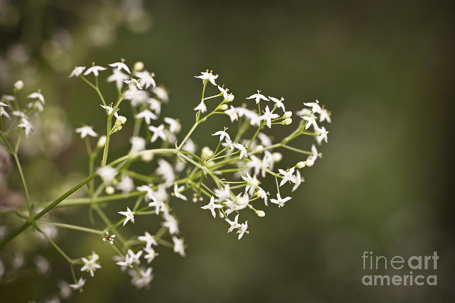 Hedge Bedstraw Flowers Photograph by Clare Bambers