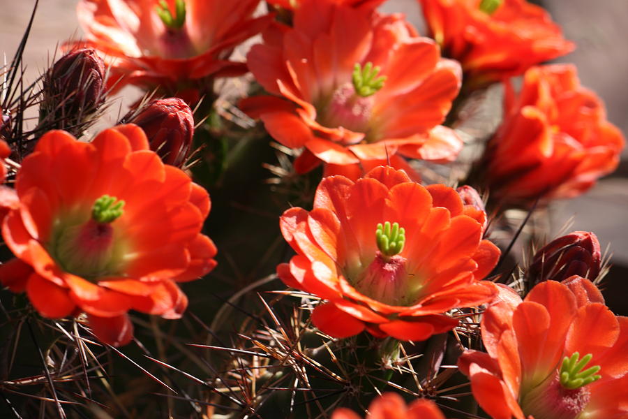 Hedgehog Cactus Photograph by Grant Washburn
