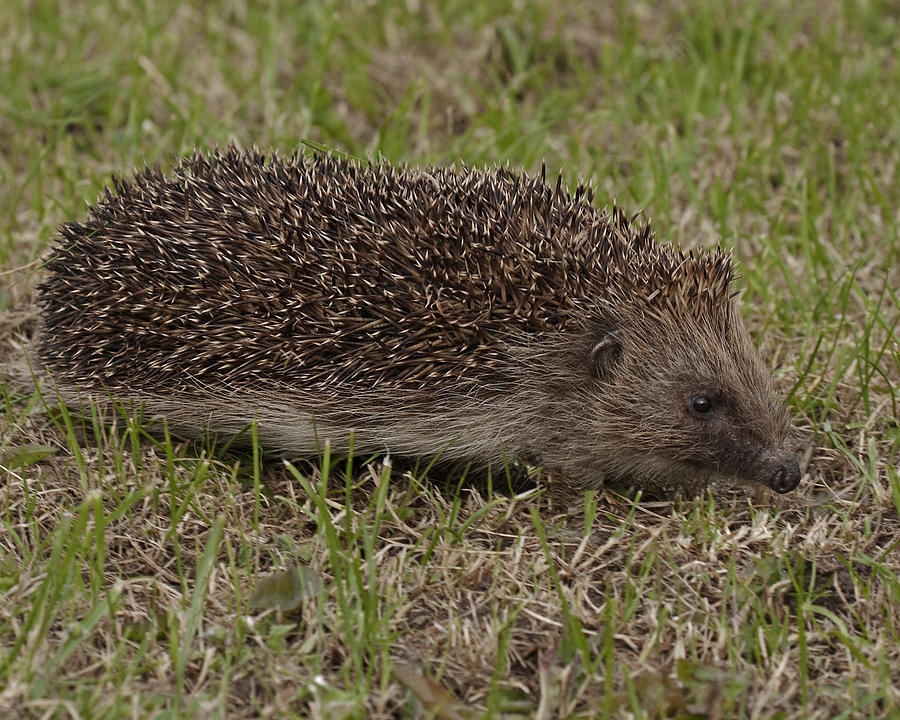 Hedgehog Photograph by Paul Scoullar