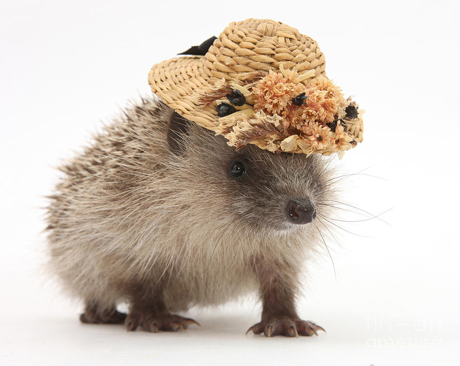 Hedgehog With A Hat Photograph by Mark Taylor