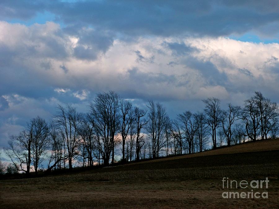 Hedgerow In Silhouette Photograph By Christian Mattison - Pixels