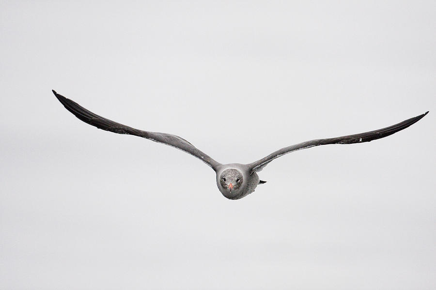 Heermanns Gull Flying Monterey Bay Photograph by Sebastian Kennerknecht