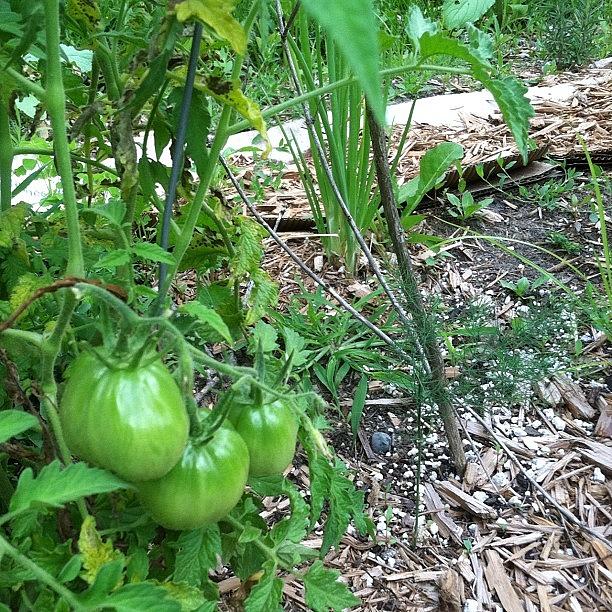 Tomato Photograph - #heirloom #tomatoes #organicmichigan by Dave L