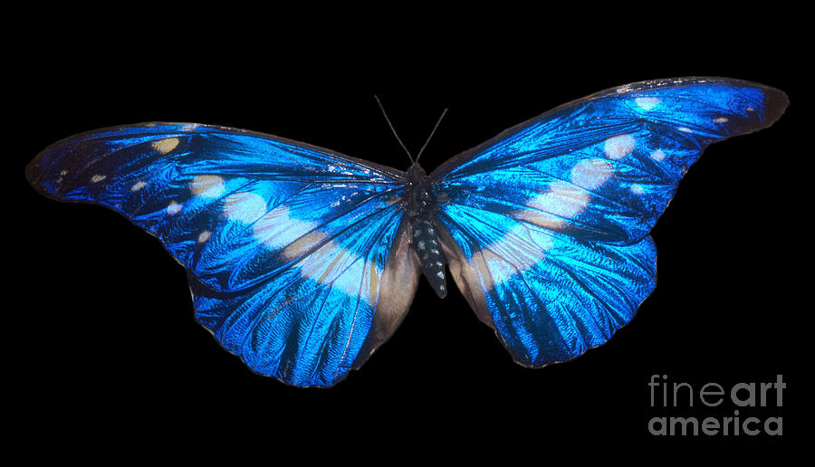 Butterfly Photograph - Helena Morpho Morpho Helena by Photo Researchers, Inc.