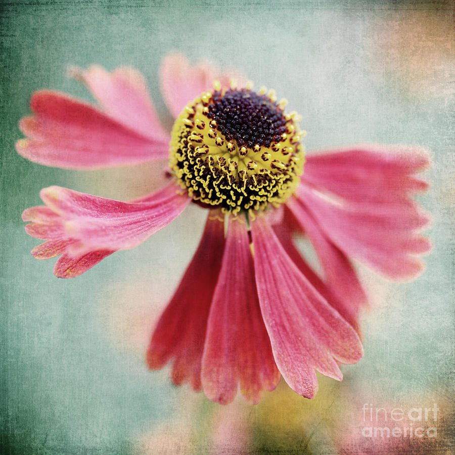 Daisy Photograph - Helenium Flower 1 by Neil Overy