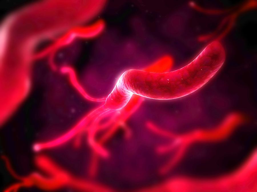 Illustration Photograph - Helicobacter Pylori Bacteria, Artwork by Sciepro