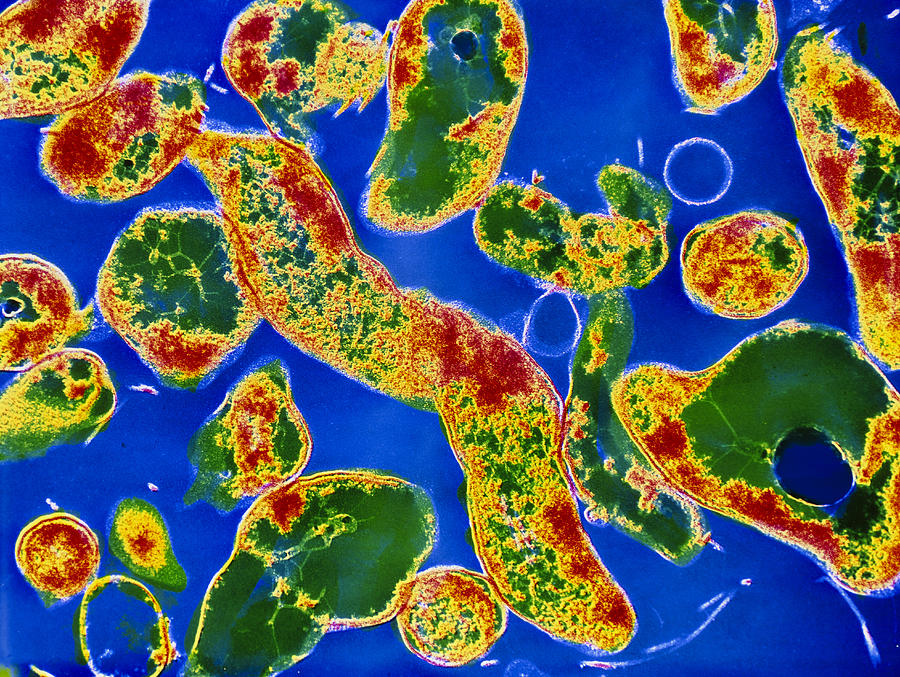 Helicobacter Pylori Photograph - Helicobacter Pylori Bacteria by Cnri