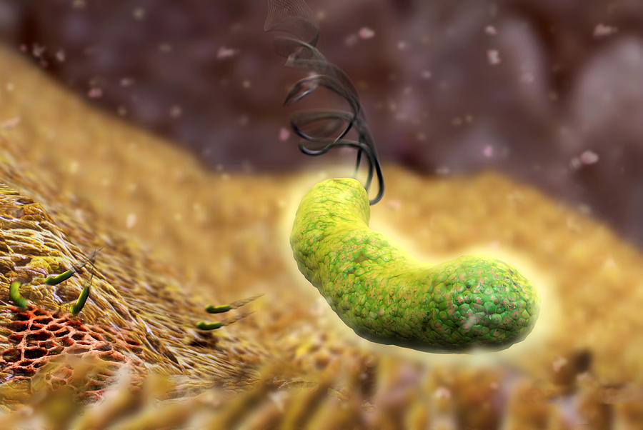 Helicobacter Pylori Photograph - Helicobacter Pylori Bacteria by Karsten Schneider