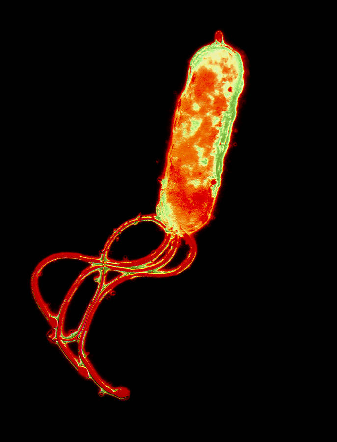 Helicobacter Pylori Photograph - Helicobacter Pylori Bacterium by A.b. Dowsett