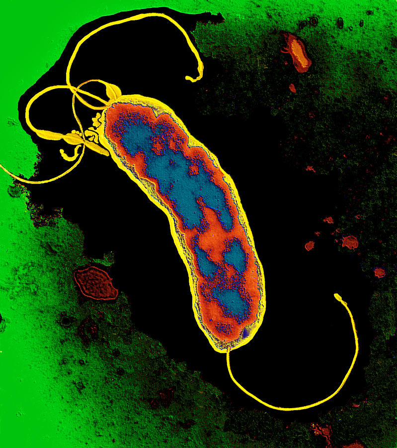 Helicobacter Pylori Photograph - Helicobacter Pylori Bacterium by Dr Linda Stannard, Uct