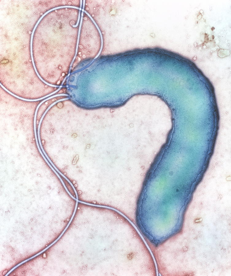 Helicobacter Pylori Photograph - Helicobacter Pylori Bacterium by Nibsc