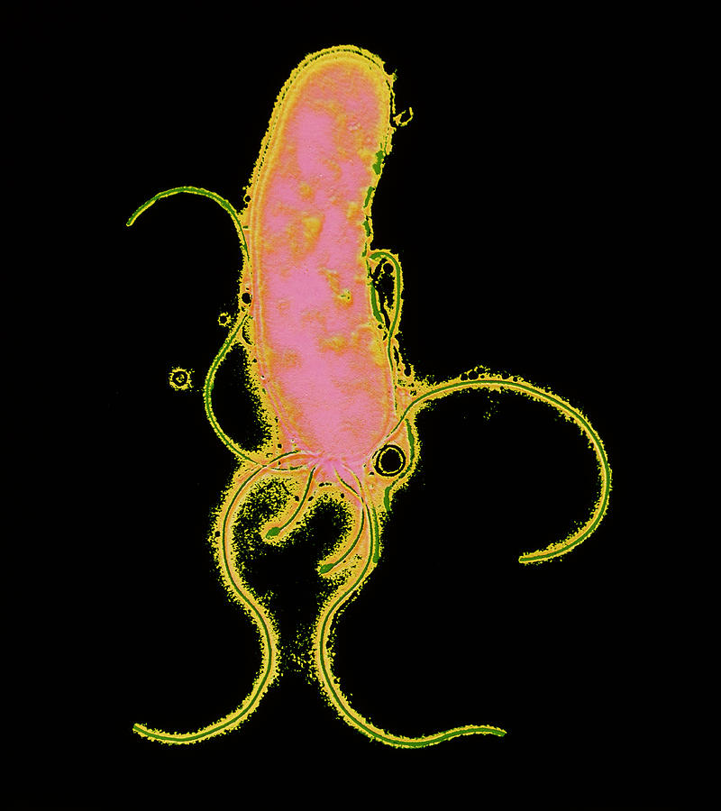 Helicobacter Pylori Photograph - Helicobacter Pylori Bacterium by P. Hawtin, University Of Southampton