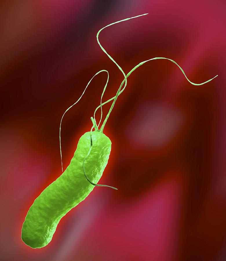 Campylobacter Pyloridis Photograph - Helicobacter Pylori Bacterium by Roger Harris
