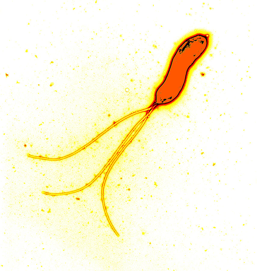 Helicobacter Pylori Photograph - Helicobacter Pylori Bacterium, Tem by 