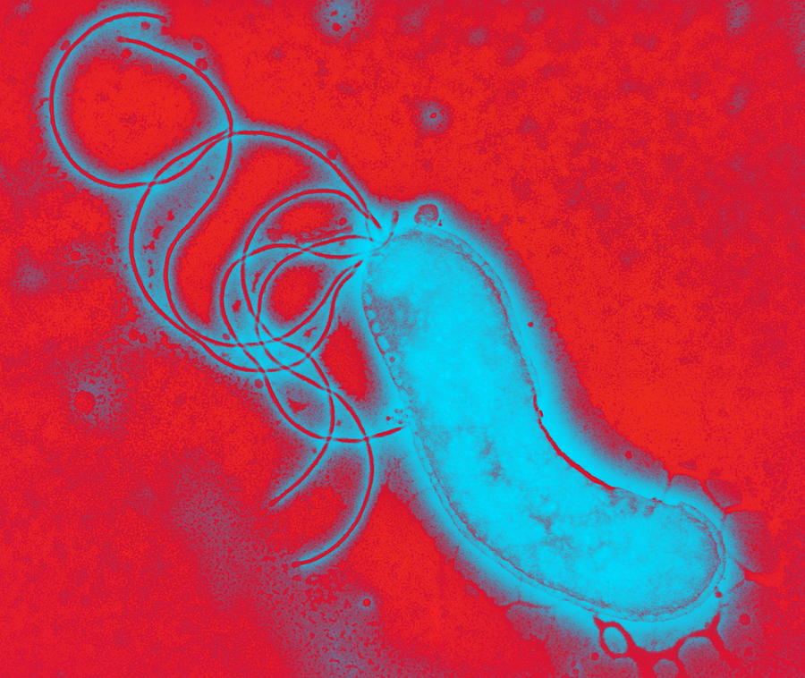 Helicobacter Pylori Photograph - Helicobacter Pylori Bacterium, Tem by Biomedical Imaging Unit, Southampton General Hospital