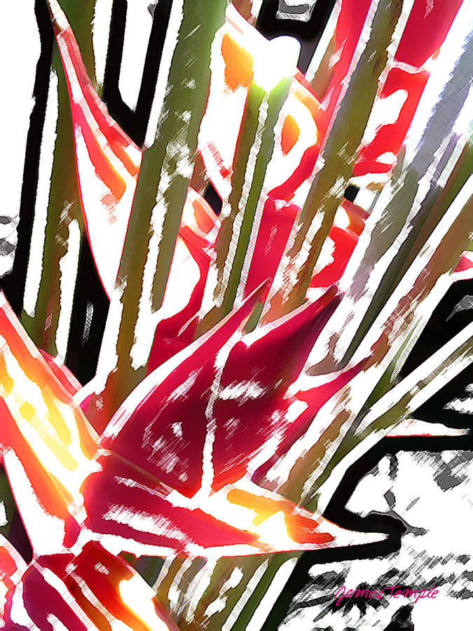 Heliconia 2 Digital Art by James Temple