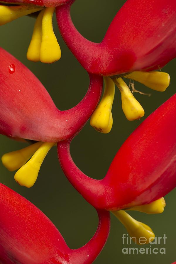 Heliconia dielsiana Detail Photograph by Heiko Koehrer-Wagner