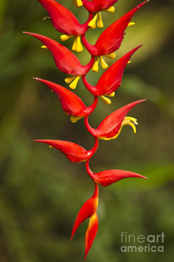 Heliconia dielsiana II Photograph by Heiko Koehrer-Wagner