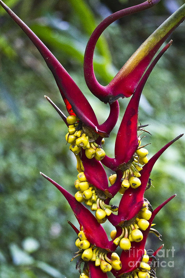 Heliconia dielsiana IV Photograph by Heiko Koehrer-Wagner