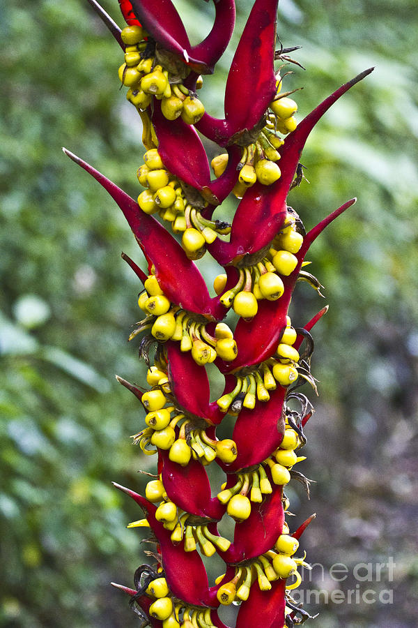Heliconia dielsiana V Photograph by Heiko Koehrer-Wagner