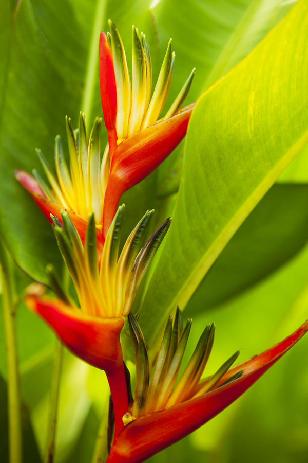 Nature Photograph - Heliconia Flowers  by Dana Edmunds - Printscapes