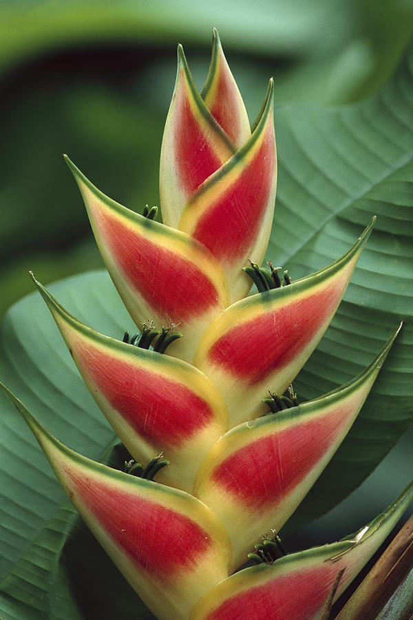 Heliconia in Trinidad Photograph by Konrad Wothe