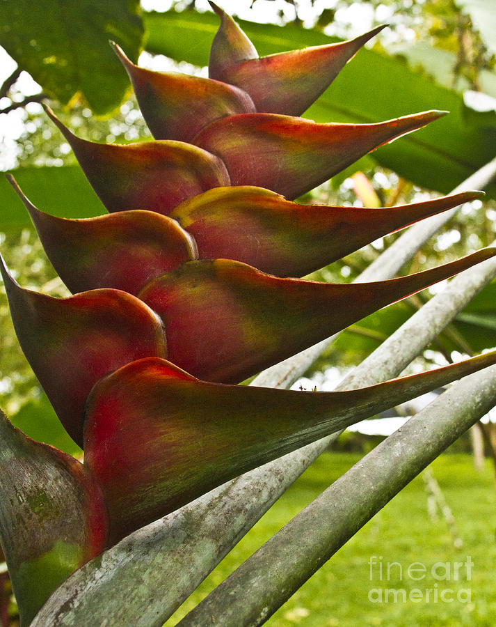Heliconia I Photograph by Heiko Koehrer-Wagner