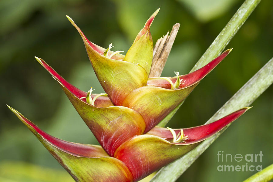 Heliconia II Photograph by Heiko Koehrer-Wagner